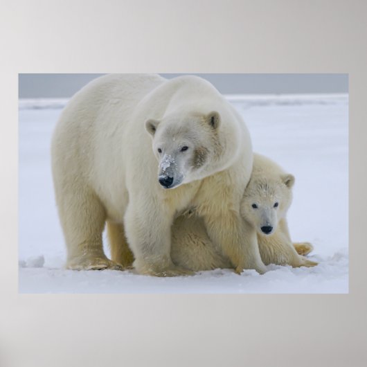 POLAR BEAR MOTHER AND CUB NORTHERN ALASKA ポスター (正面)