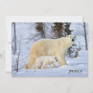 Polar Bear Mother and Cub on the Tundra シーズンカード