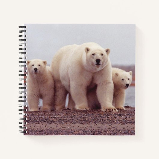 Polar Bear Mother and Cubs Photo ノートブック (正面)