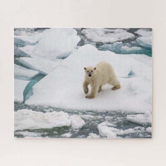 Polar Bear on Arctic Sea Ice in Svalbard ジグソーパズル (横)