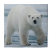 Polar Bear、Ursus Maritimus、成人 タイル (正面)