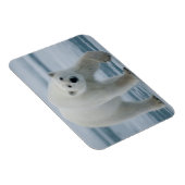 Polar Bear、Ursus Maritimus、成人 マグネット (右側)