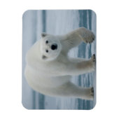 Polar Bear、Ursus Maritimus、成人 マグネット (縦)