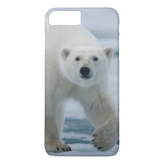 Polar Bear、Ursus Maritimus、成人 Case-Mate iPhoneケース (裏面)