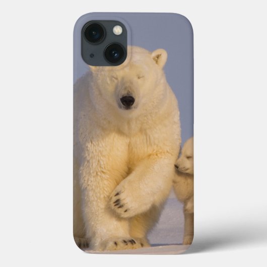 polar bear, Ursus maritimus, sow with newborn Case-Mate iPhoneケース (裏面)