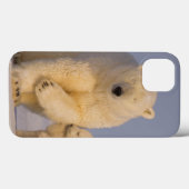 polar bear, Ursus maritimus, sow with newborn Case-Mate iPhoneケース (裏面 (横))