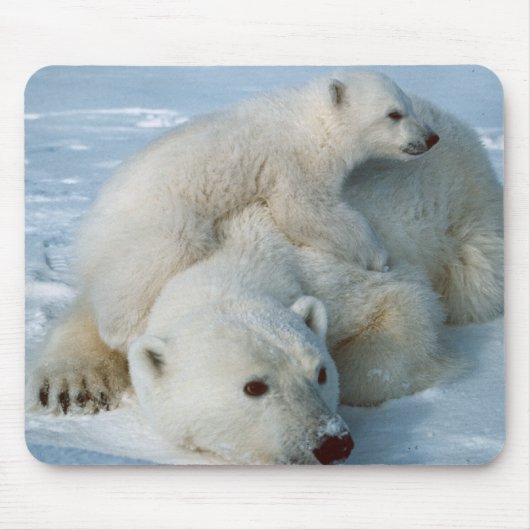 Polar_bear_with_cub マウスパッド (正面)