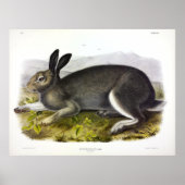 Polar Hare、Arctic Hare、Lepus arcticus by Audubon ポスター (正面)