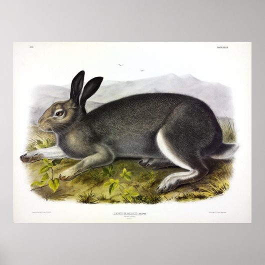Polar Hare、Arctic Hare、Lepus arcticus by Audubon ポスター (正面)