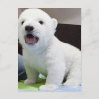 polarbearかわいいベビー ポストカード