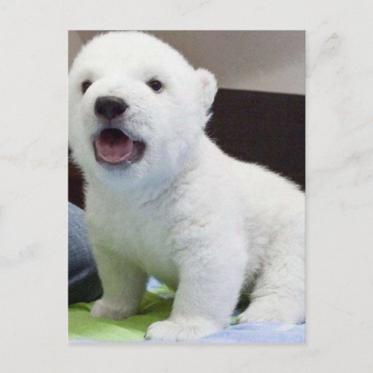 polarbearかわいいベビー ポストカード (正面)