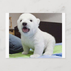 polarbearかわいいベビー ポストカード