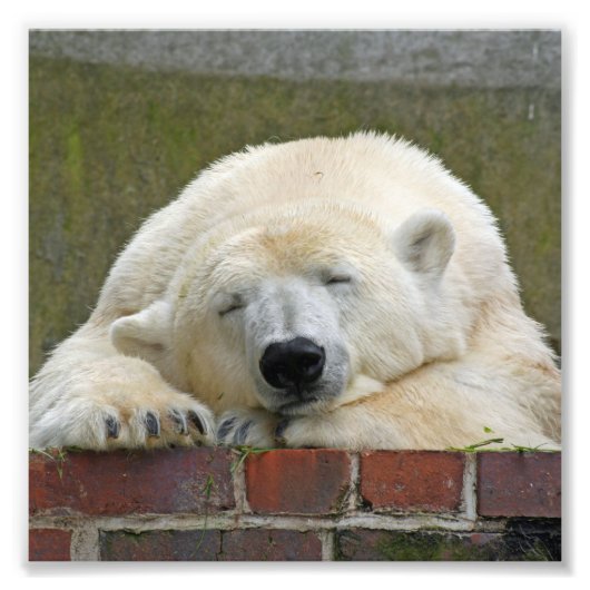 PolarBear20150501 フォトプリント (正面)
