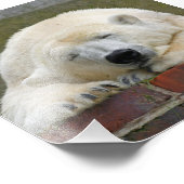 PolarBear20150501 フォトプリント (角)