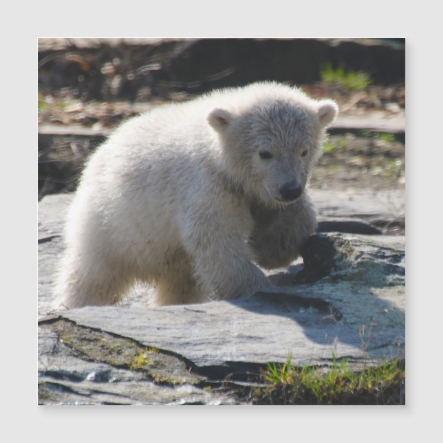 PolarBear_20190302_by_JAMFoto (正面)