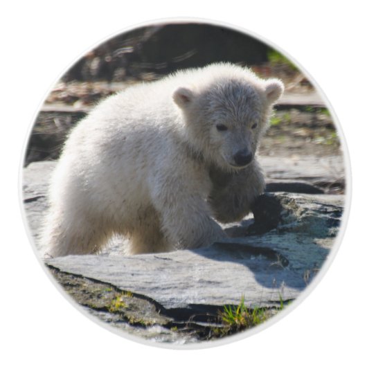 PolarBear_20190302_by_JAMFoto セラミックノブ (正面)