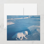 Polarfuchs- Postkarte ポストカード (正面/裏面)