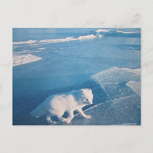 Polarfuchs- Postkarte ポストカード (正面)