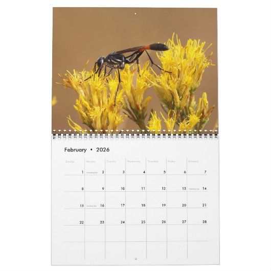 Pollinator Calendar 2026 カレンダー (2月 2026)
