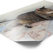 Polydactyl Cat、鍵西、フロリダ フォトプリント (角)