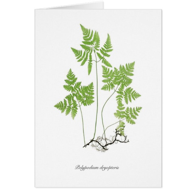 Polypodiumのdryopteris (正面)