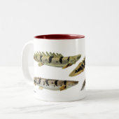 Polypterus delheziのマグカップ ツートーンマグカップ (正面左)