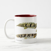 Polypterus delheziのマグカップ ツートーンマグカップ (左)