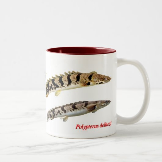 Polypterus delheziのマグカップ ツートーンマグカップ (右)