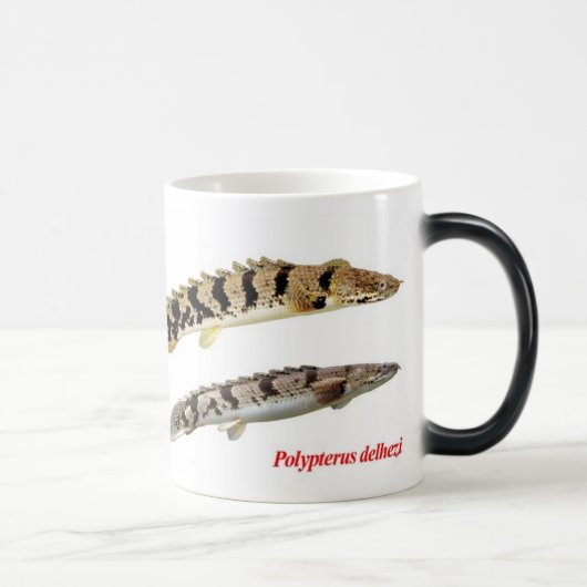 Polypterus delheziのマグカップ モーフィングマグカップ (右)