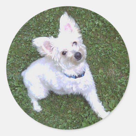 Pom-A-Pooのステッカーを剥がす ラウンドシール (正面)