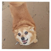 Pomchi犬! タイル (正面)