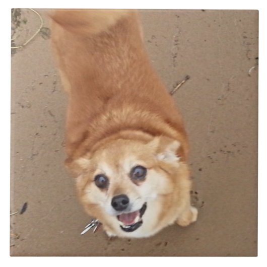 Pomchi犬! タイル (正面)