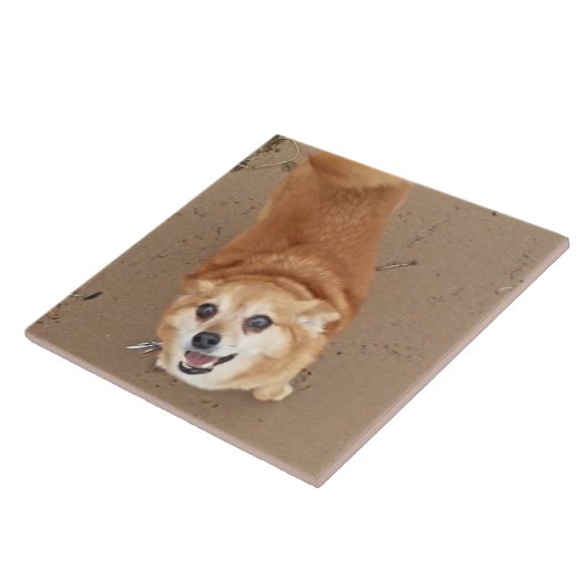 Pomchi犬! タイル (側面)