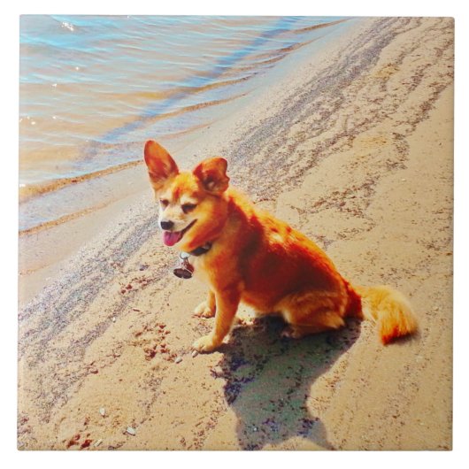 Pomchi犬! タイル (正面)