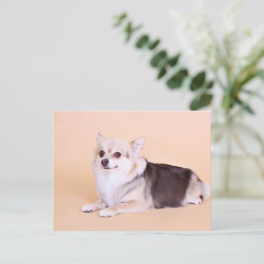 PomChi – 北 ポストカード (スタンド正面)