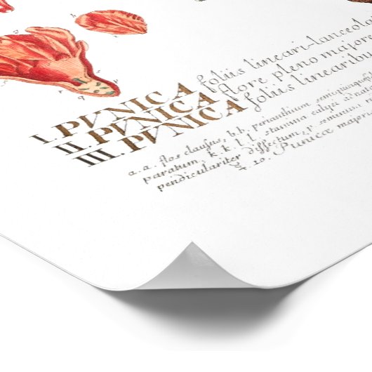 Pomegranate ポスター (角)