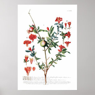 Pomegranate ポスター
