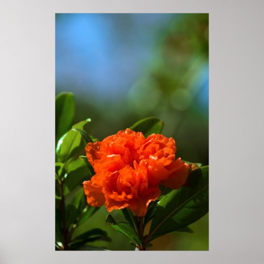Pomegranate Flower ポスター (正面)