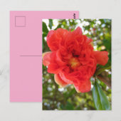 Pomegranate Flower postcard ポストカード (正面/裏面)