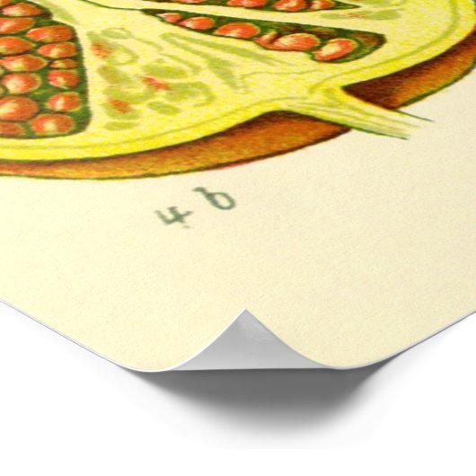 Pomegranate Month Vintage Illustration ポスター (角)