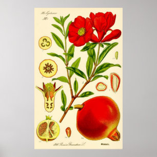 Pomegranate Month Vintage Illustration ポスター