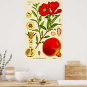 Pomegranate Month Vintage Illustration ポスター (キッチン)