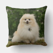 Pomeraningのモデル クッション (裏面)