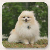 Pomeraningのモデル コースター (正面)