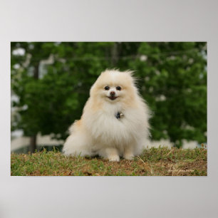 Pomeraningのモデル ポスター