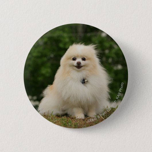 Pomeraningのモデル 缶バッジ (正面)