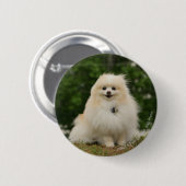 Pomeraningのモデル 缶バッジ (正面&裏面)