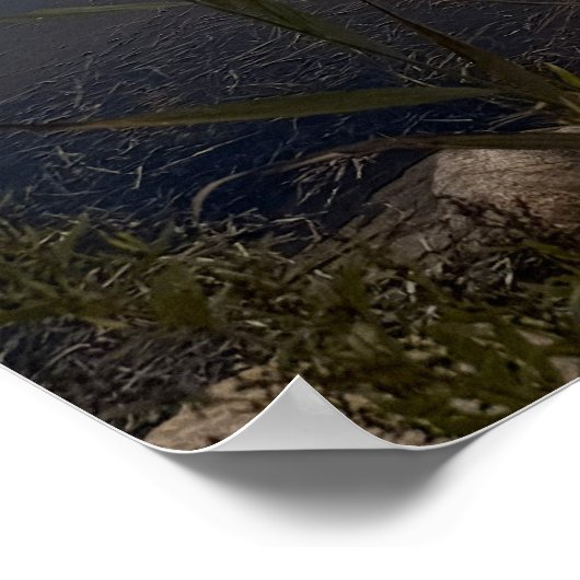 Pond Waterscape Sunset Photo Poster ポスター (角)