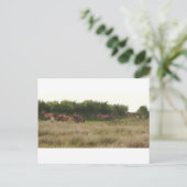 ponies.jpg ポストカード (スタンド正面)