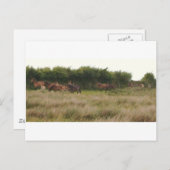 ponies.jpg ポストカード (正面/裏面)